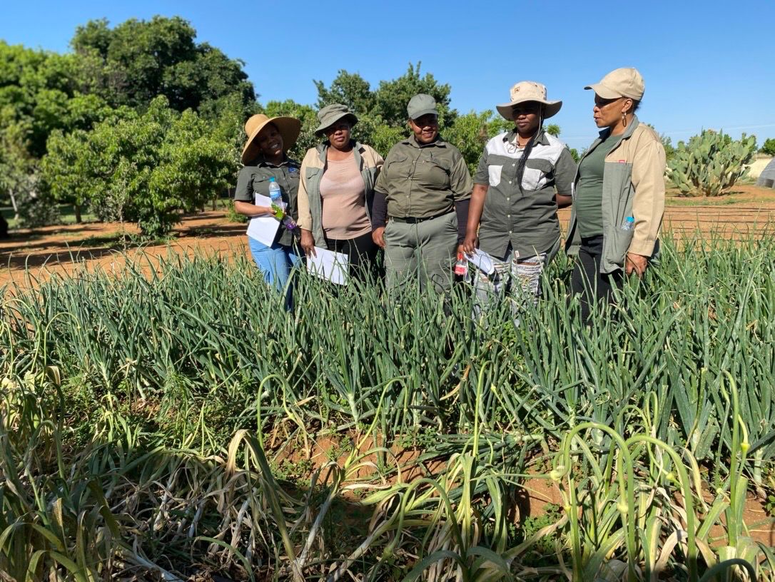 Farm labourers working in a field